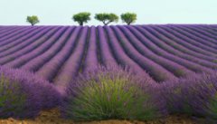 Лавандовые поля провинции Прованс