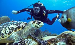 Дайвинг и нюансы отдыха в Египете