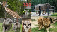 Зоопарки и зоосафари в Польше